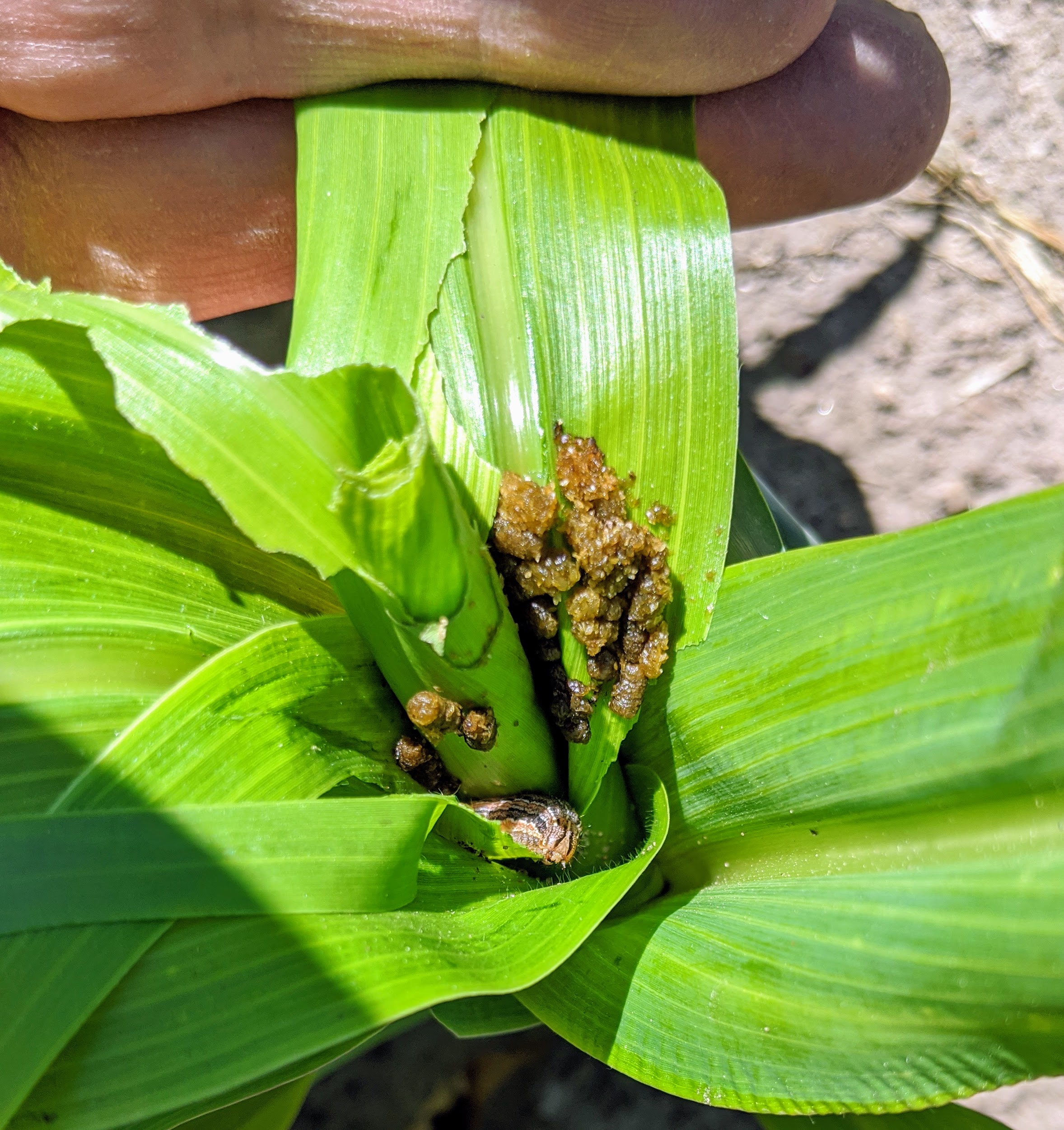 Armyworm damage